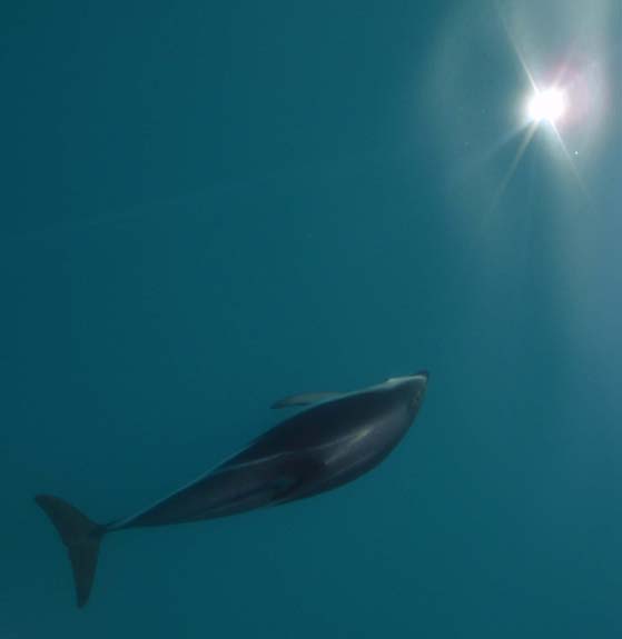 Dolphin 2009